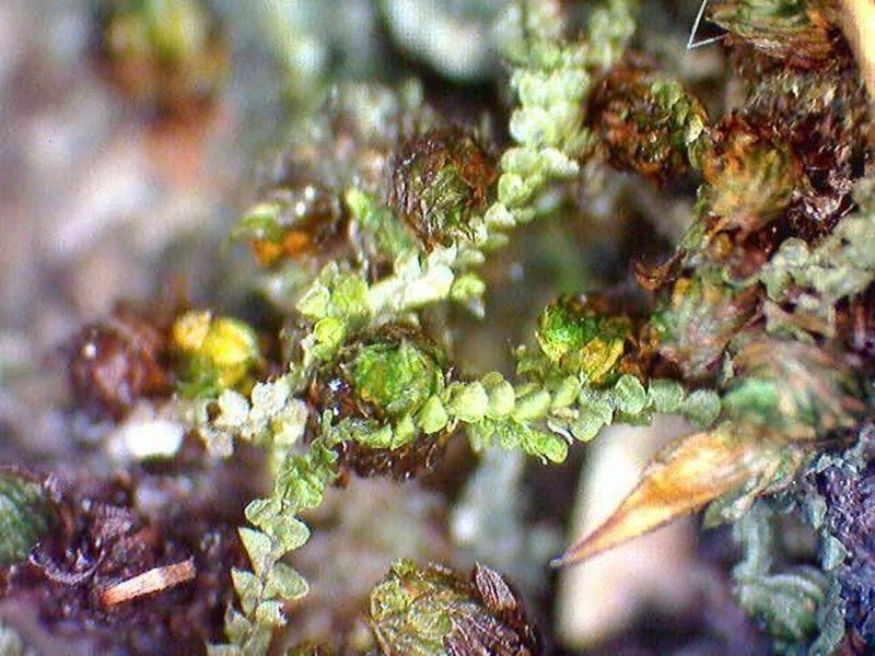 Cheilolejeunea rigidula photo 5