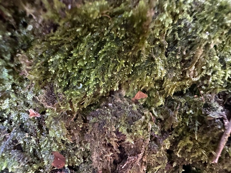 Cheilolejeunea rigidula photo 7