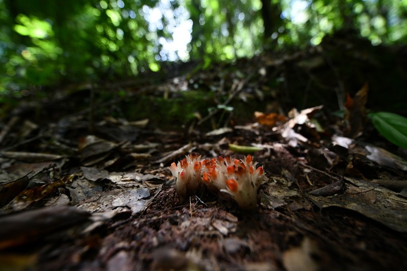 Cheilotheca crocea