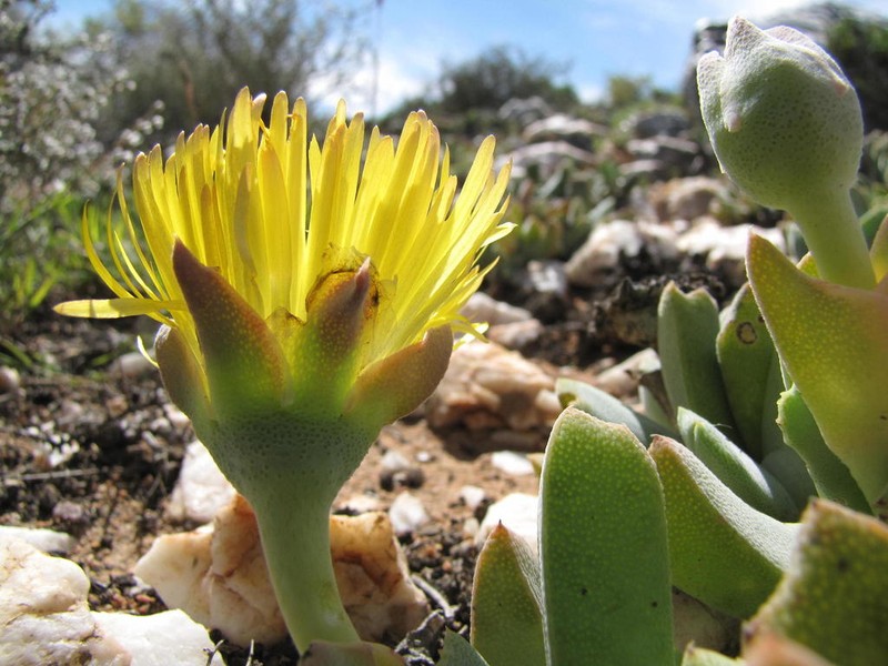 Cheiridopsis alba-oculata
