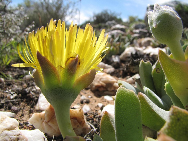 Cheiridopsis alba-oculata photo 2