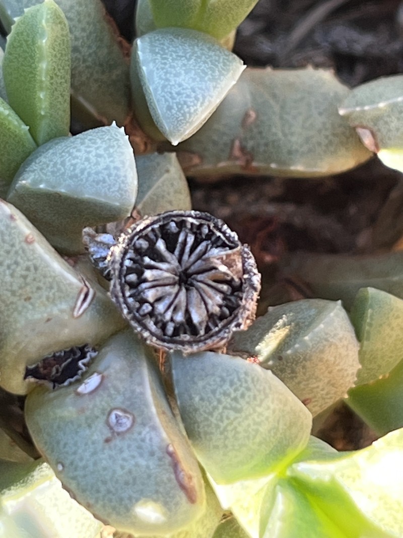 Cheiridopsis angustifolia photo 2