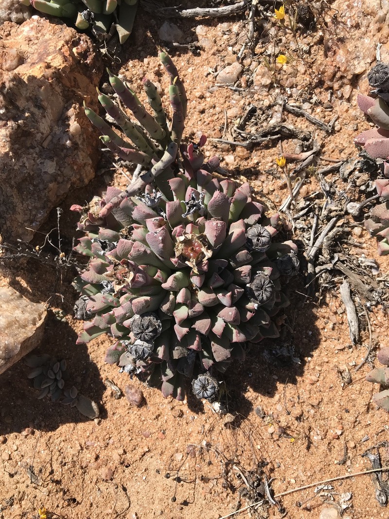 Cheiridopsis angustifolia photo 3