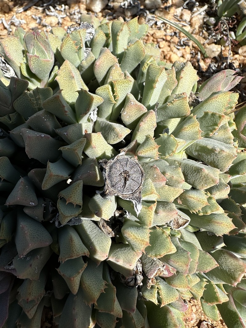 Cheiridopsis angustifolia photo 5