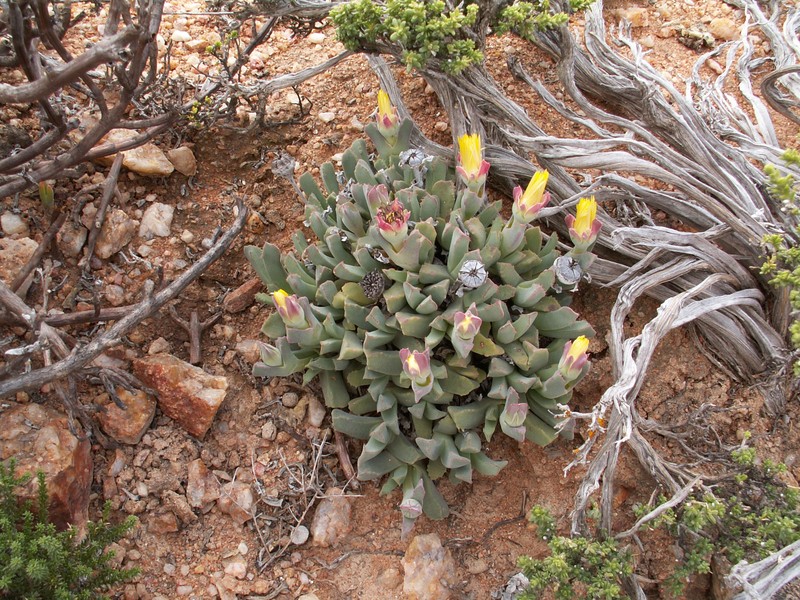 Cheiridopsis angustifolia