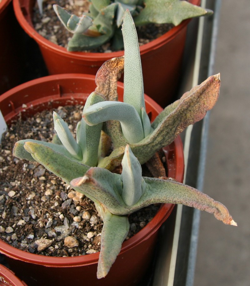 Cheiridopsis angustifolia photo 6