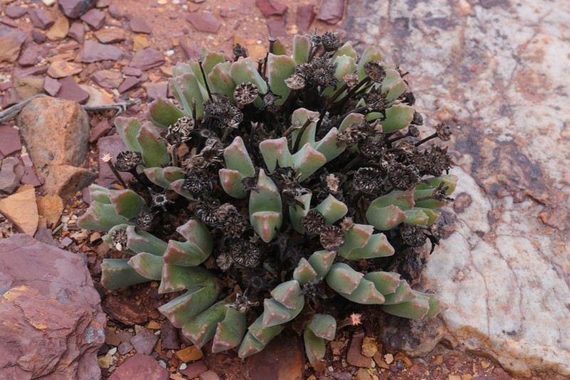 Cheiridopsis angustifolia subsp. angustifolia photo 3