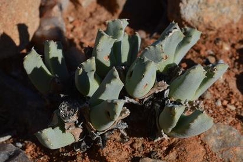 Cheiridopsis angustifolia subsp. protoparcoides