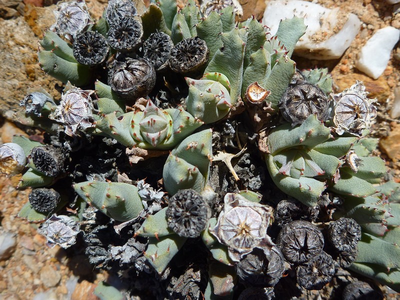 Cheiridopsis angustifolia subsp. protoparcoides photo 2