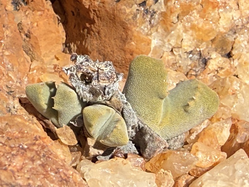 Cheiridopsis nana photo 2