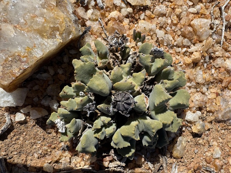 Cheiridopsis nana photo 3