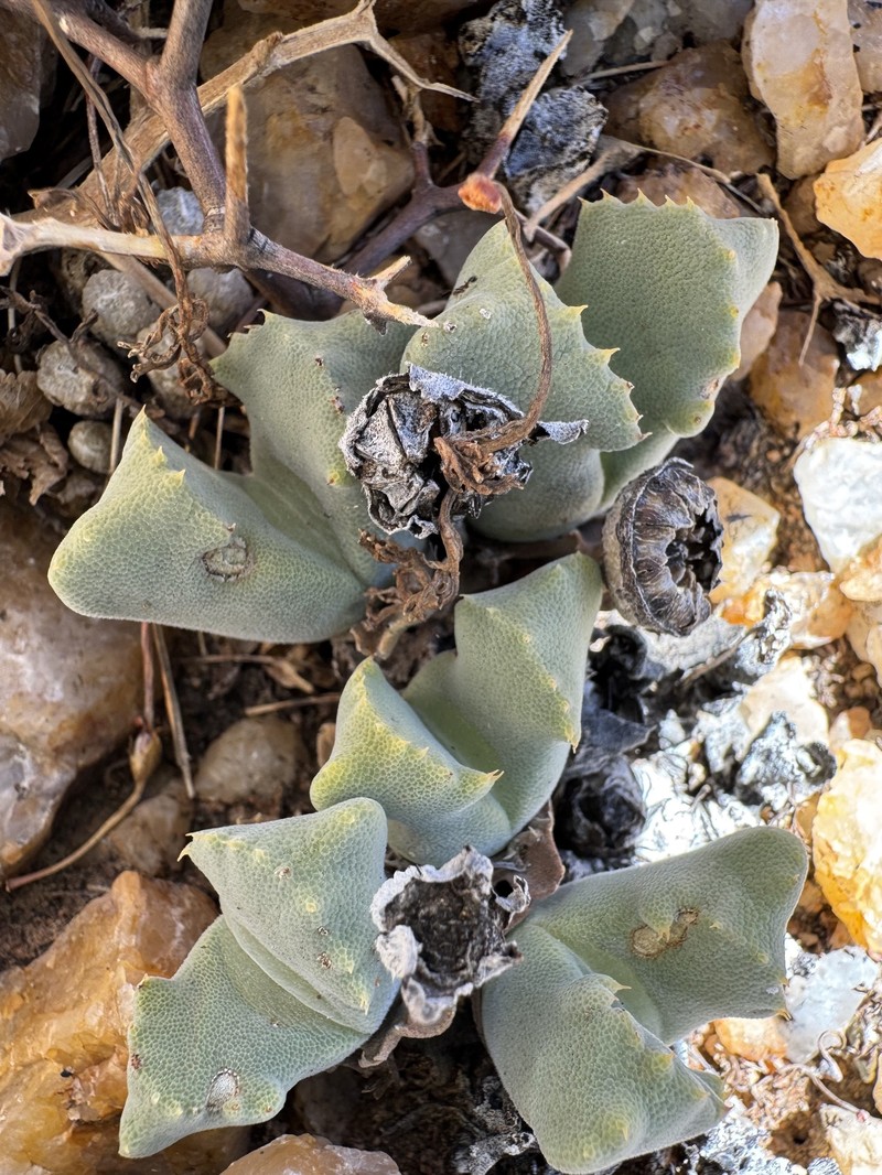 Cheiridopsis nana photo 4