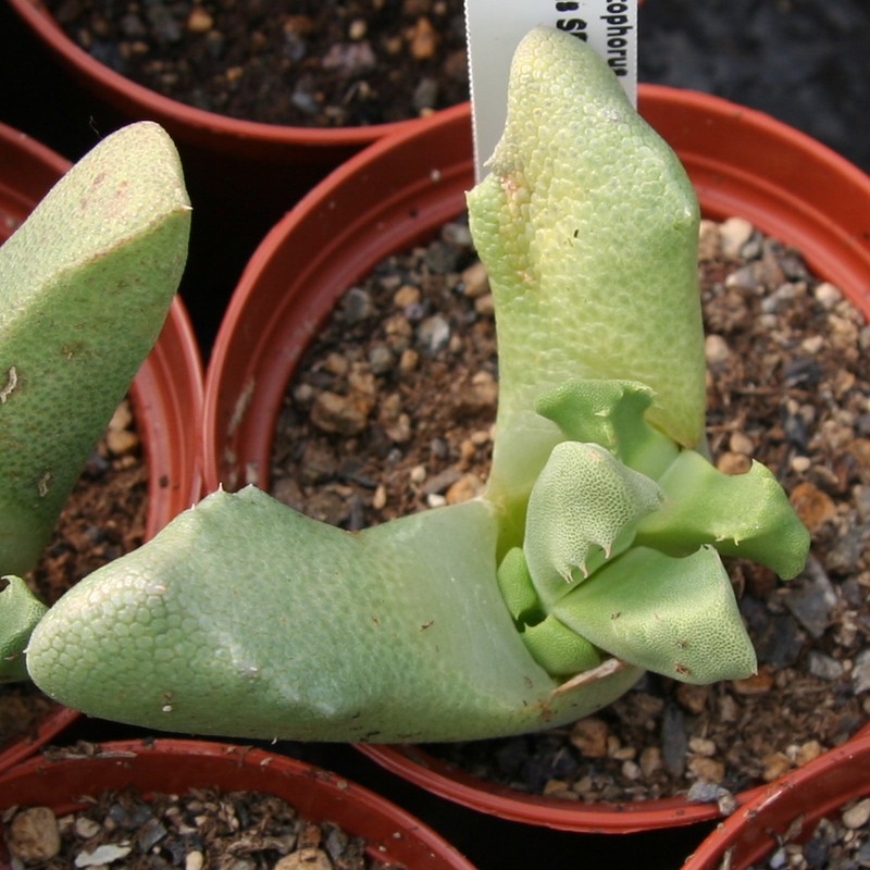 Cheiridopsis nana