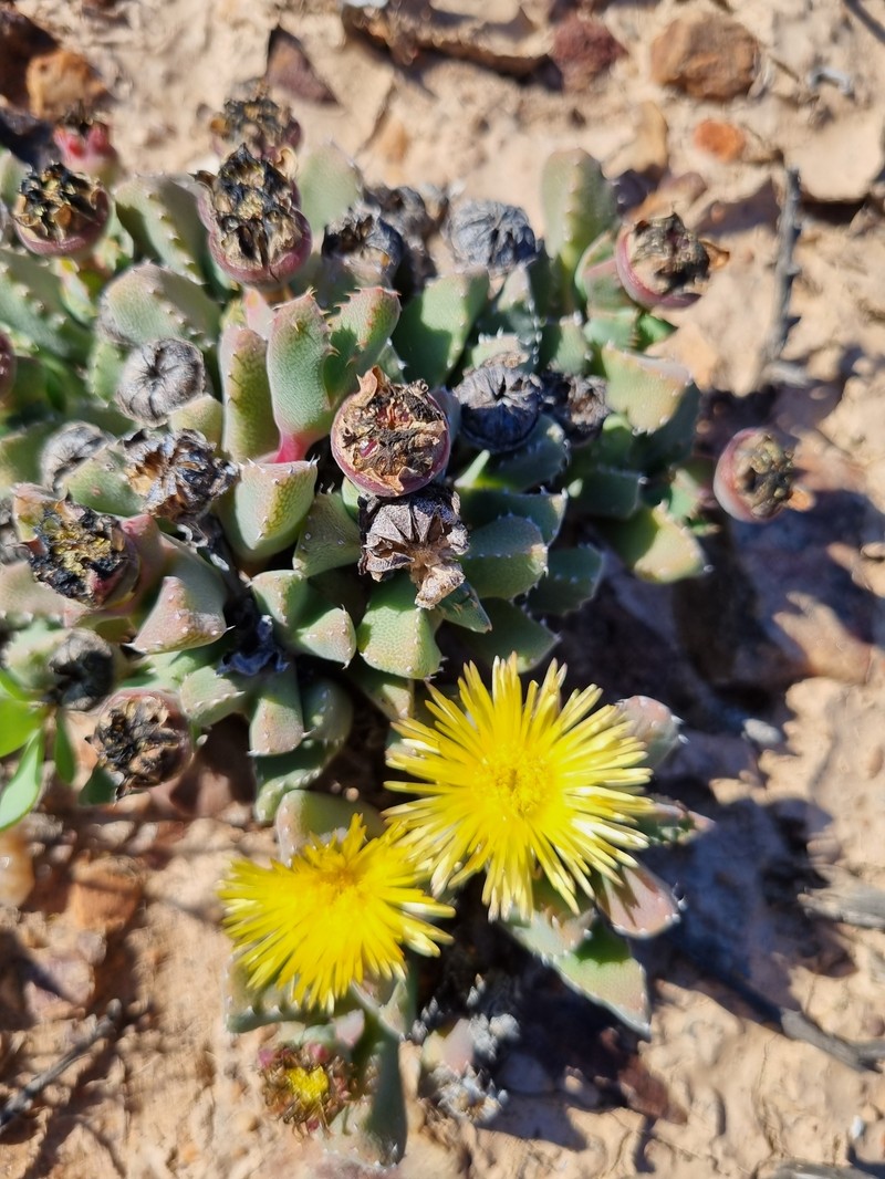 Cheiridopsis spiculata photo 2