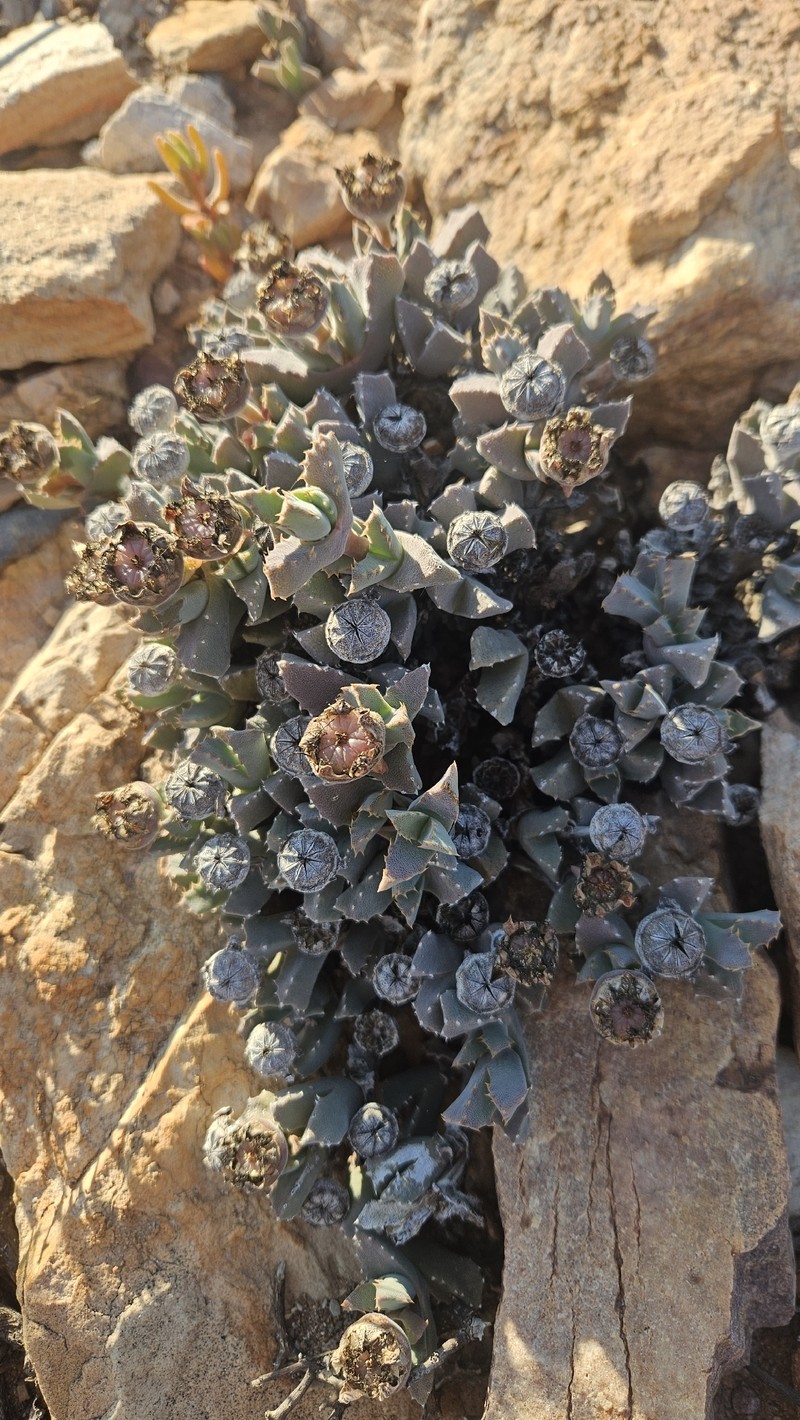 Cheiridopsis spiculata photo 3