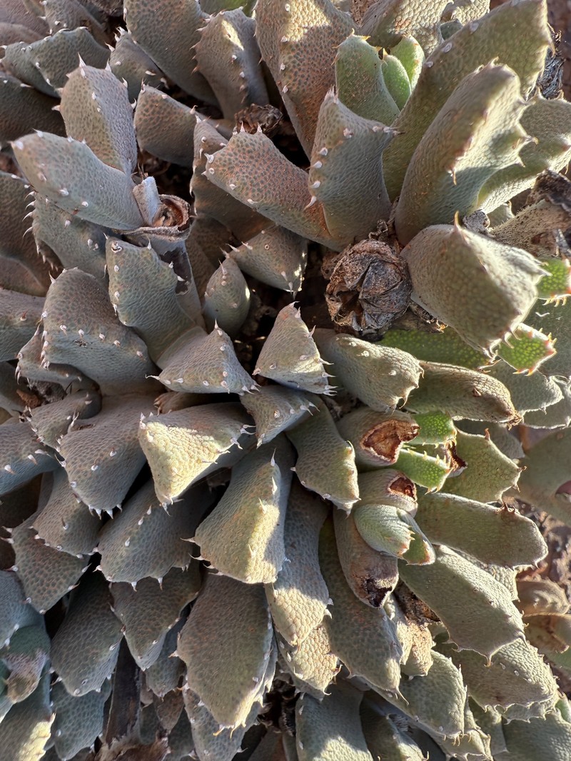 Cheiridopsis spiculata photo 4