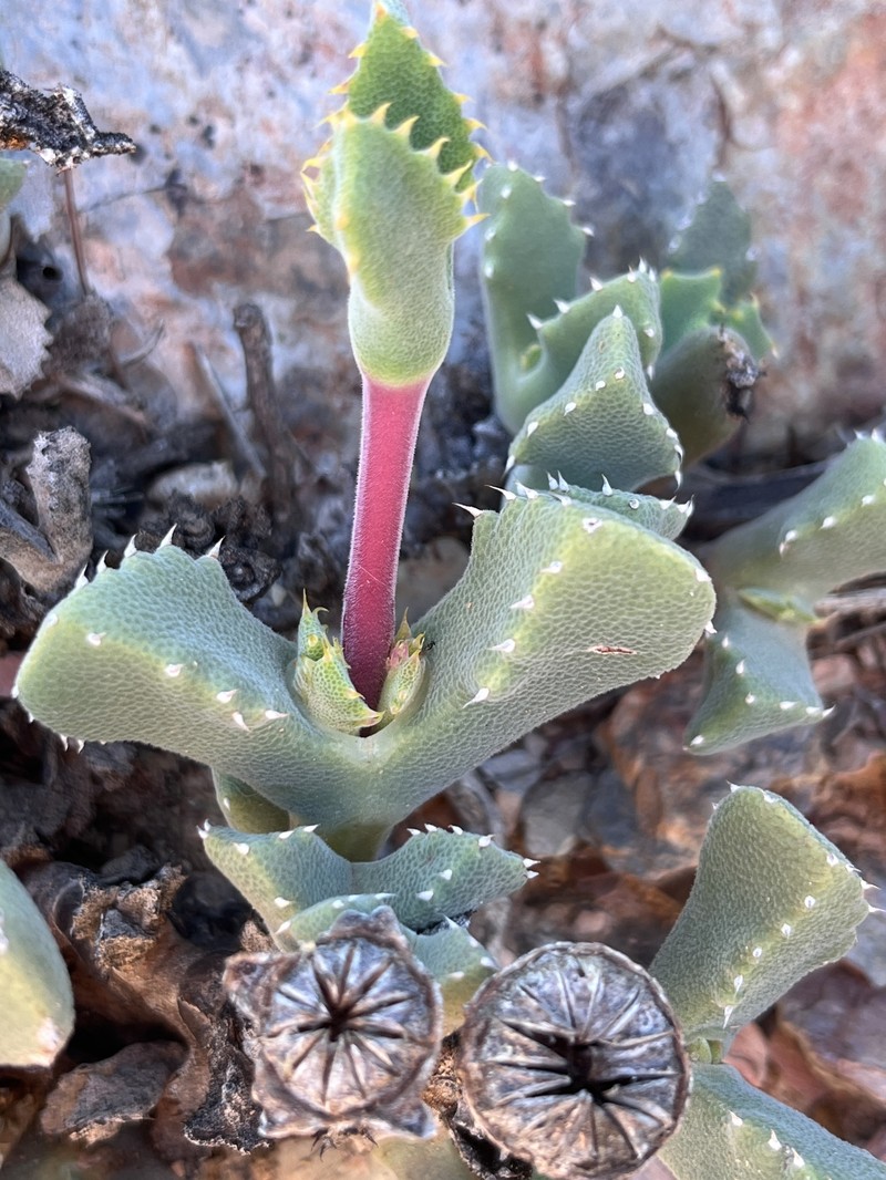 Cheiridopsis spiculata photo 5
