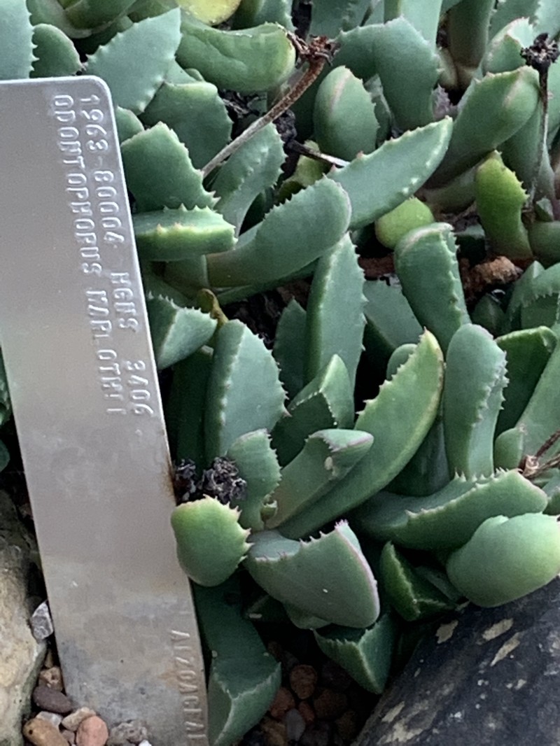 Cheiridopsis spiculata