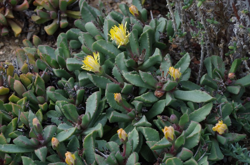 Cheiridopsis spiculata photo 6
