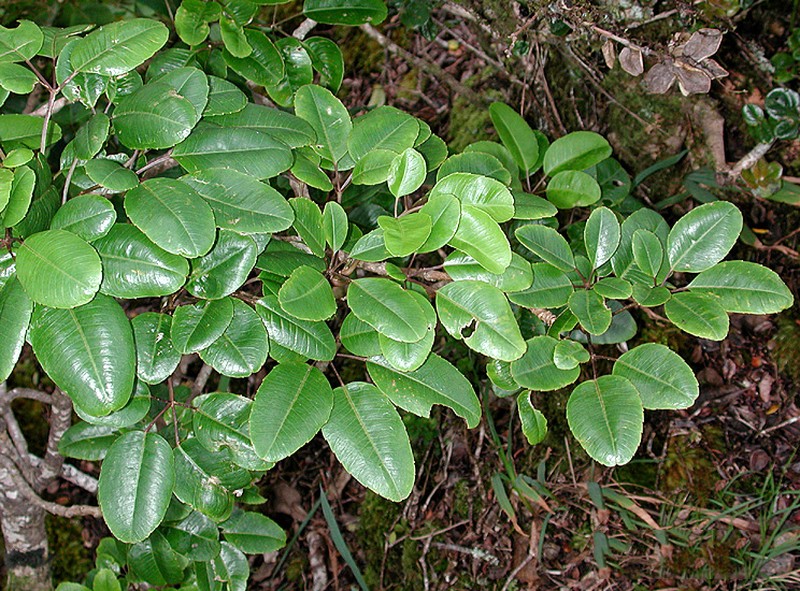 Olapalapa photo 3