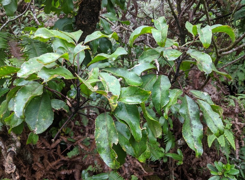 Olapalapa photo 4