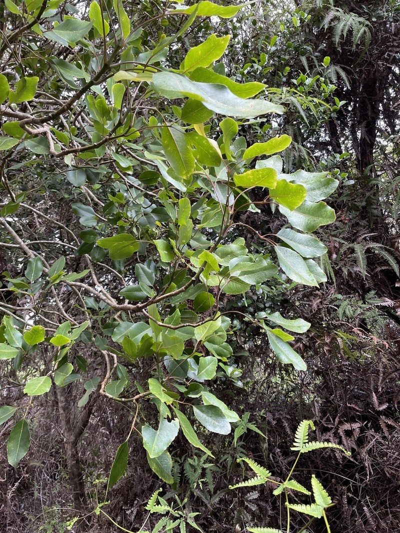 Olapalapa photo 5