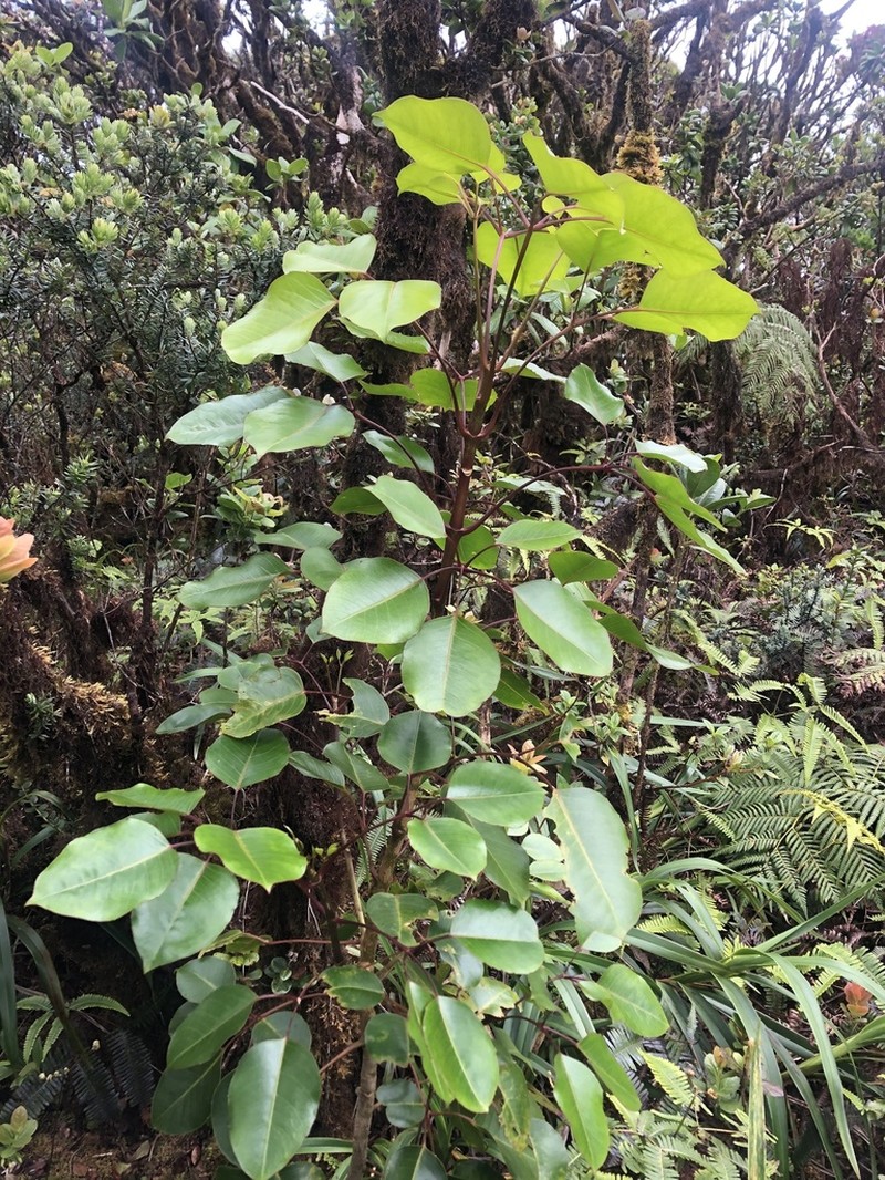 Olapalapa photo 6