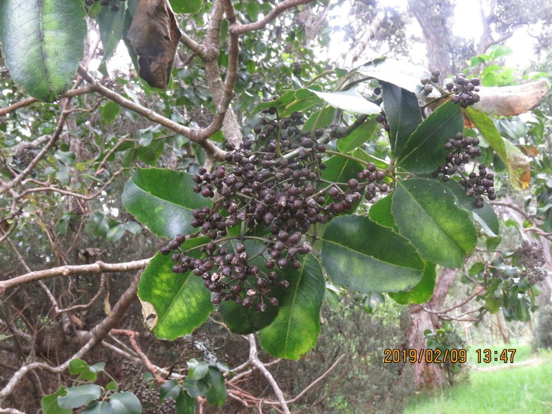Olapalapa photo 7