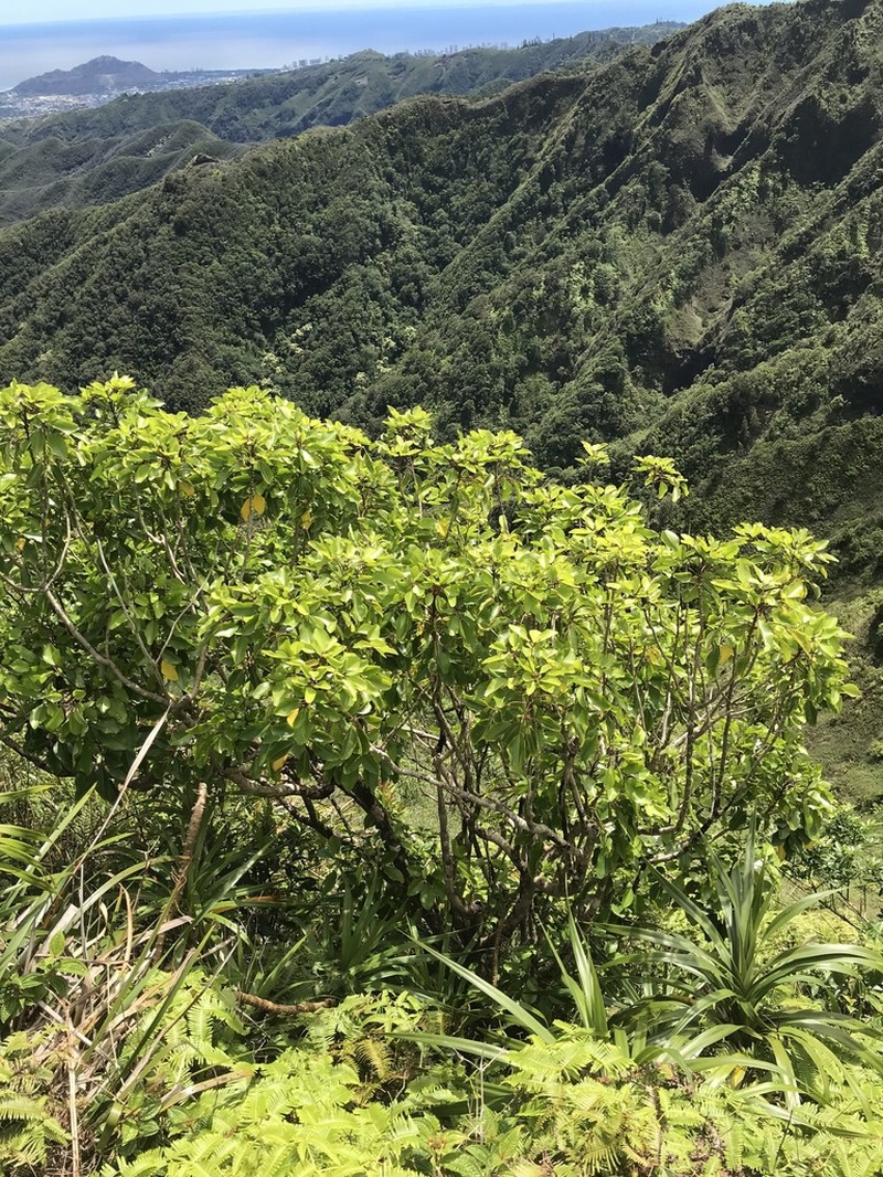 Olapalapa photo 8