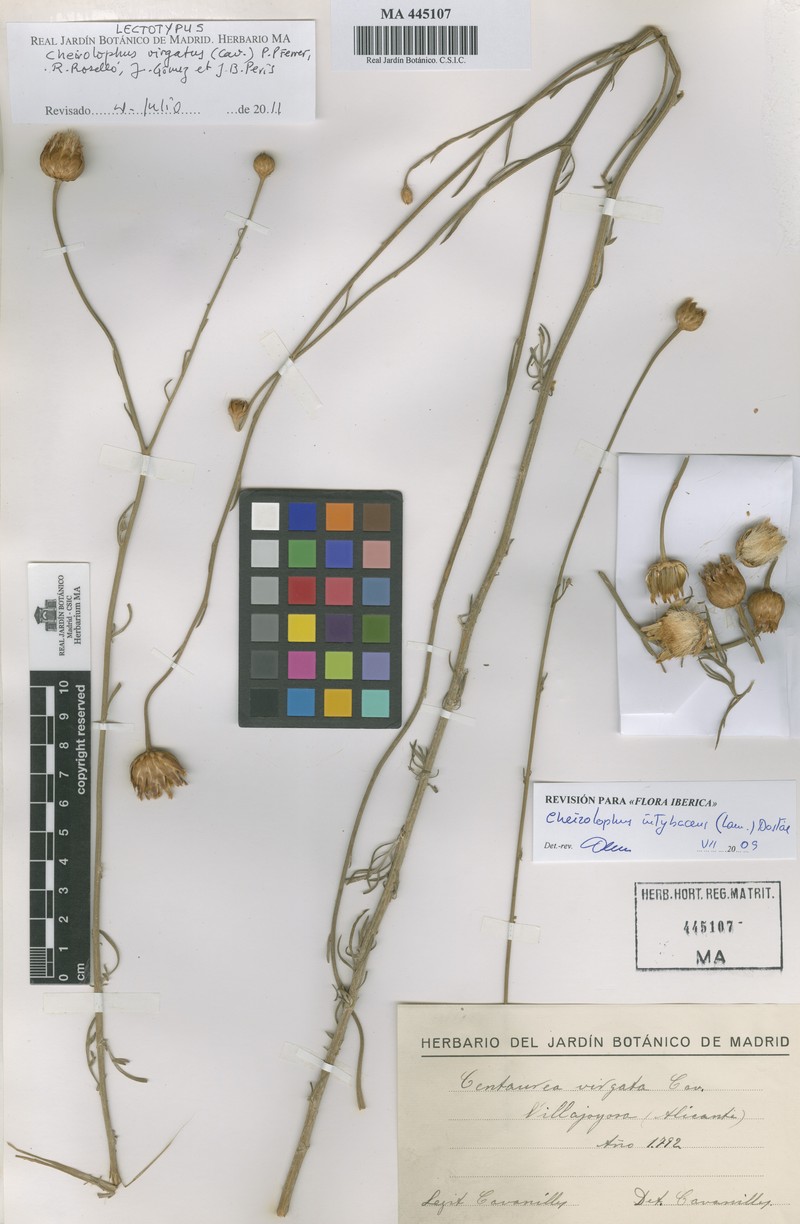 Cheirolophus cavanillesianus subsp. cavanillesianus