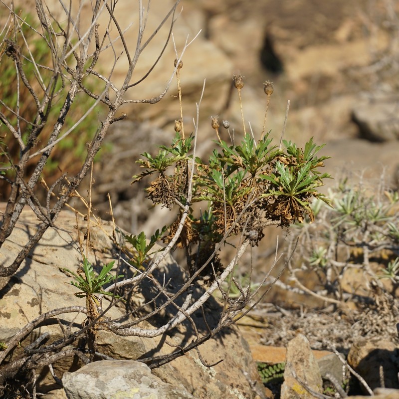 Cheirolophus junonianus var. junonianus photo 3
