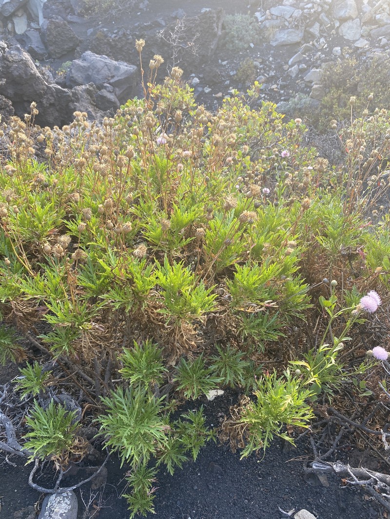 Cheirolophus junonianus var. junonianus photo 4