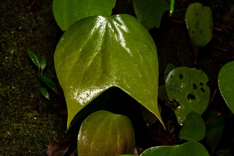 Cheiropleuria bicuspis