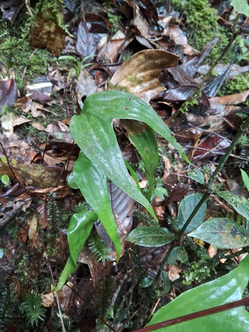 Cheiropleuria bicuspis photo 2