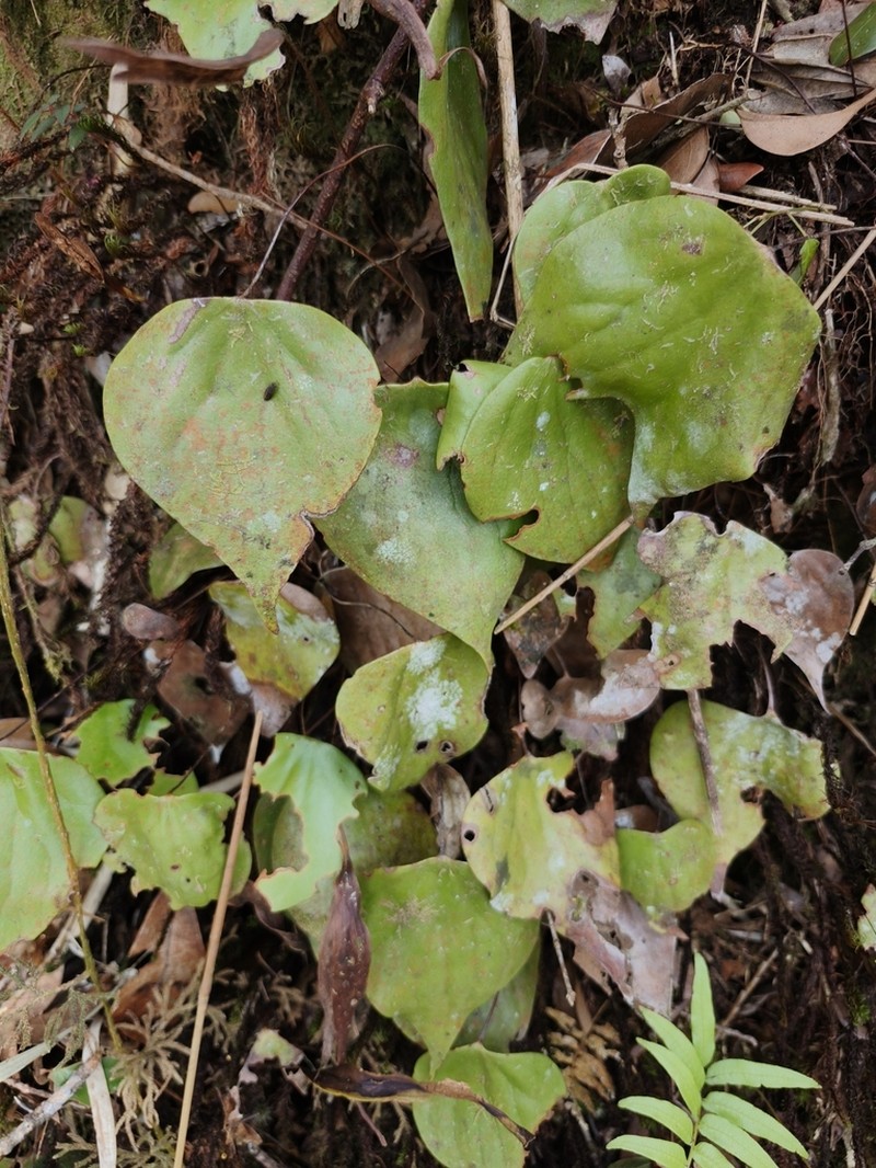 Cheiropleuria bicuspis photo 4