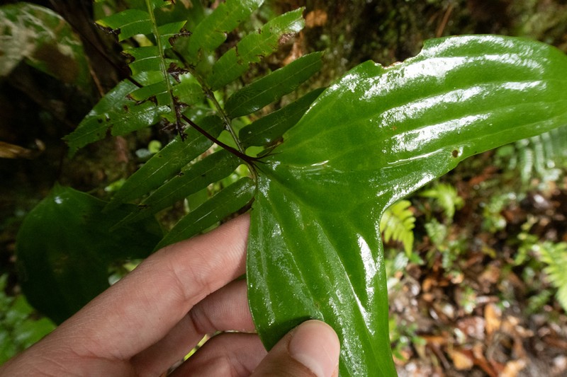 Cheiropleuria bicuspis photo 6