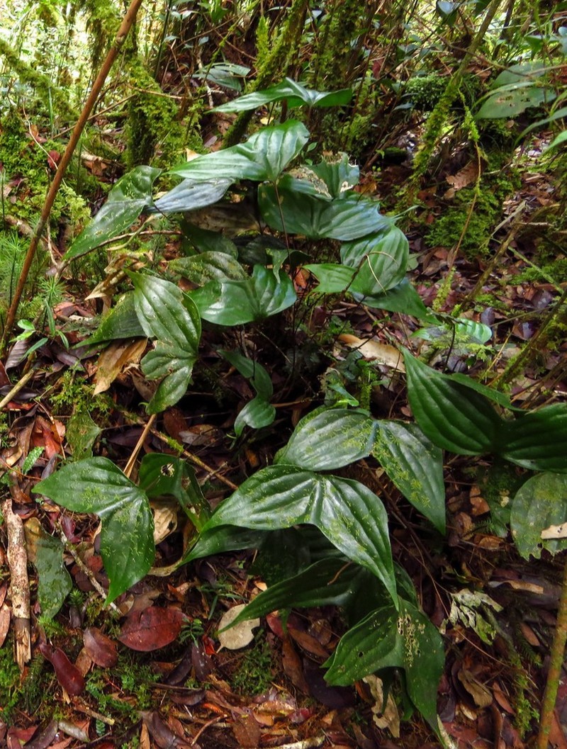 Cheiropleuria bicuspis photo 8