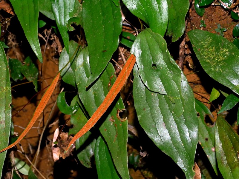 Cheiropleuria integrifolia
