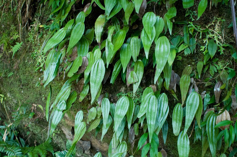 Cheiropleuria integrifolia photo 2