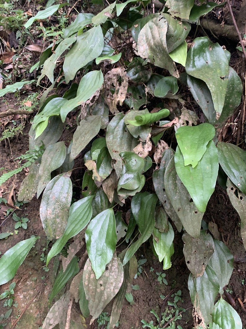 Cheiropleuria integrifolia photo 3