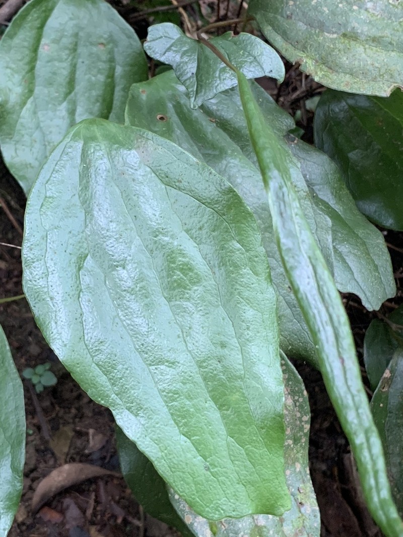 Cheiropleuria integrifolia photo 4