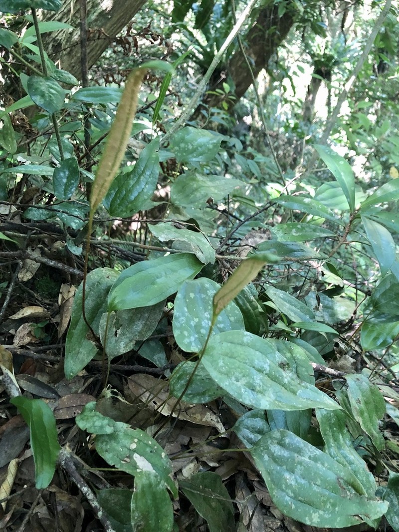 Cheiropleuria integrifolia photo 5