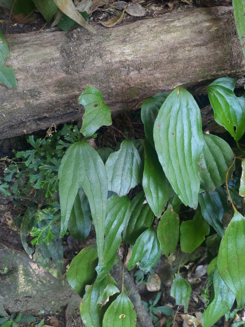 Cheiropleuria integrifolia photo 6