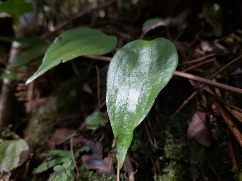 Cheiropleuria integrifolia photo 7