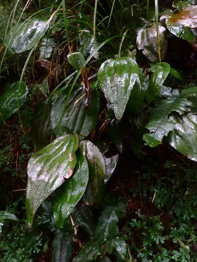 Cheiropleuria integrifolia photo 8