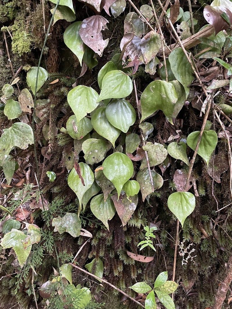 Cheiropleuria parva