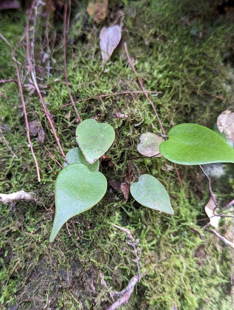 Cheiropleuria parva photo 4