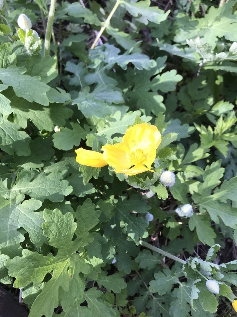 Celandine Poppy