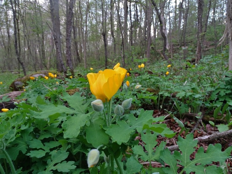 Celandine Poppy photo 2