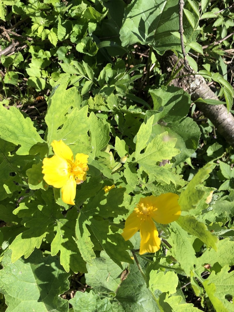 Celandine Poppy photo 3